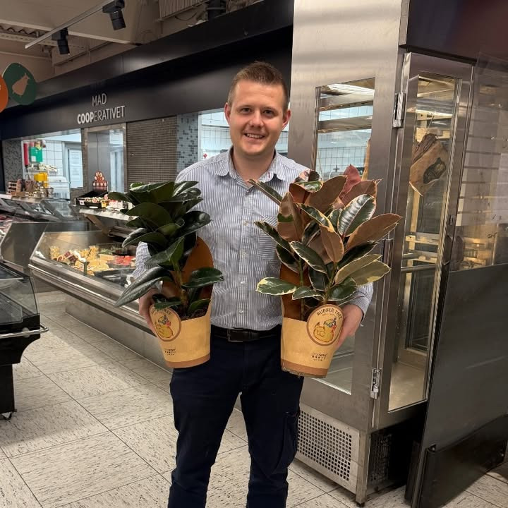SuperBrugsen Dronninglund tilbyder stor rabat på ficus planter