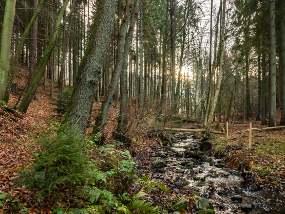 Oplev vinterens skønhed i Munkebjerg Skov