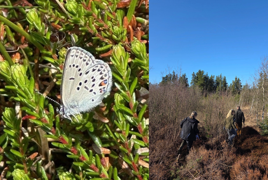 Skive Kommune går til kamp for at redde en af Danmarks mest truede sommerfugle