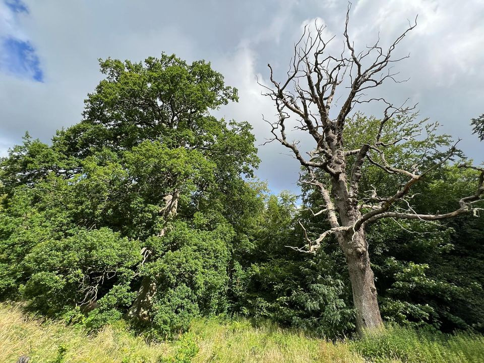 Heyttu Akupunktur Klinik fotograferer livets og dødens kontrast i Boller Nederskov