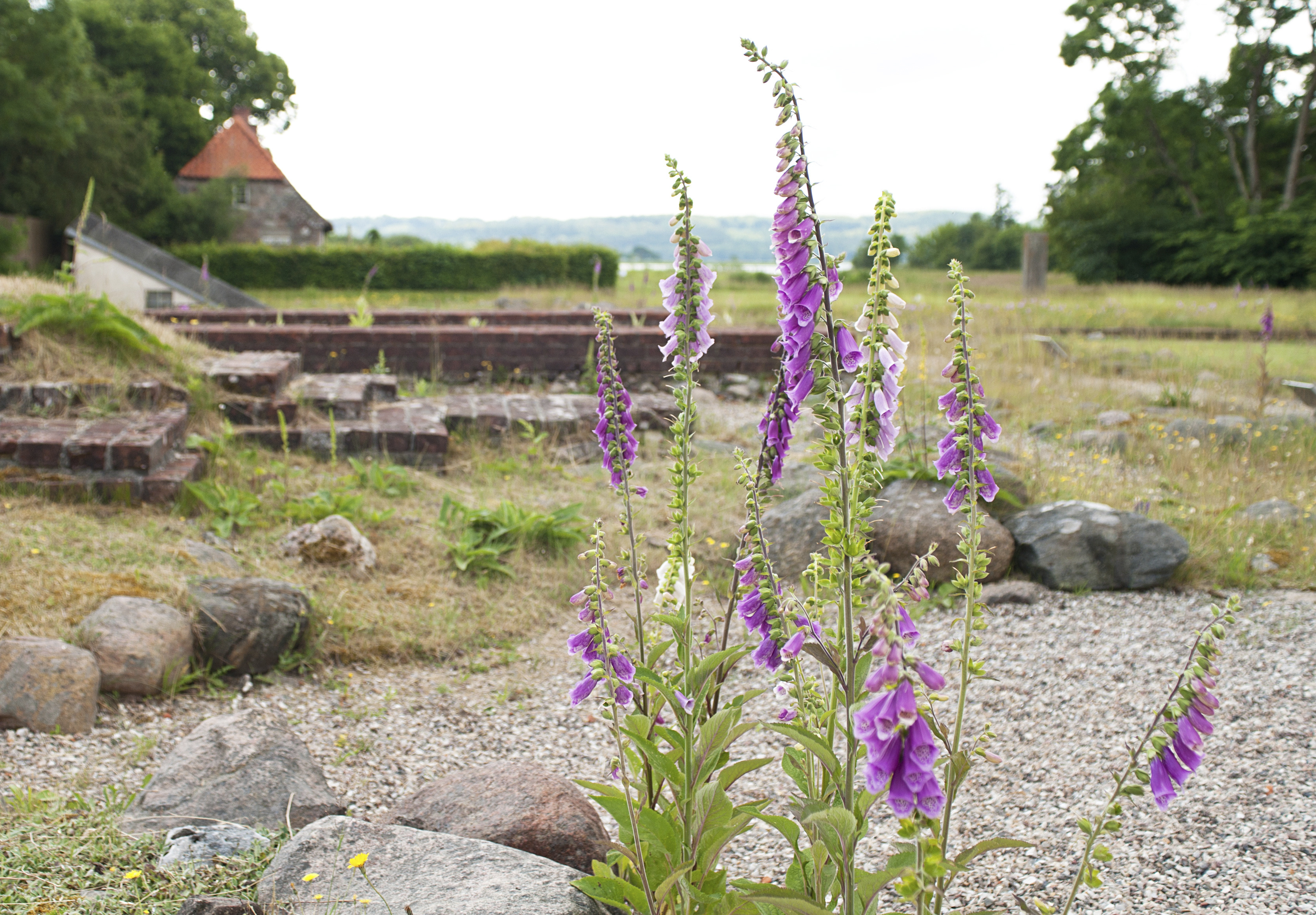 Oplev Øm Kloster: Rundvisning i klosterruinen