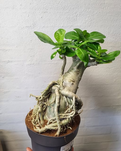 Midtjydsk Gartnerhal præsenterer nye ørkenroser til dit hjem