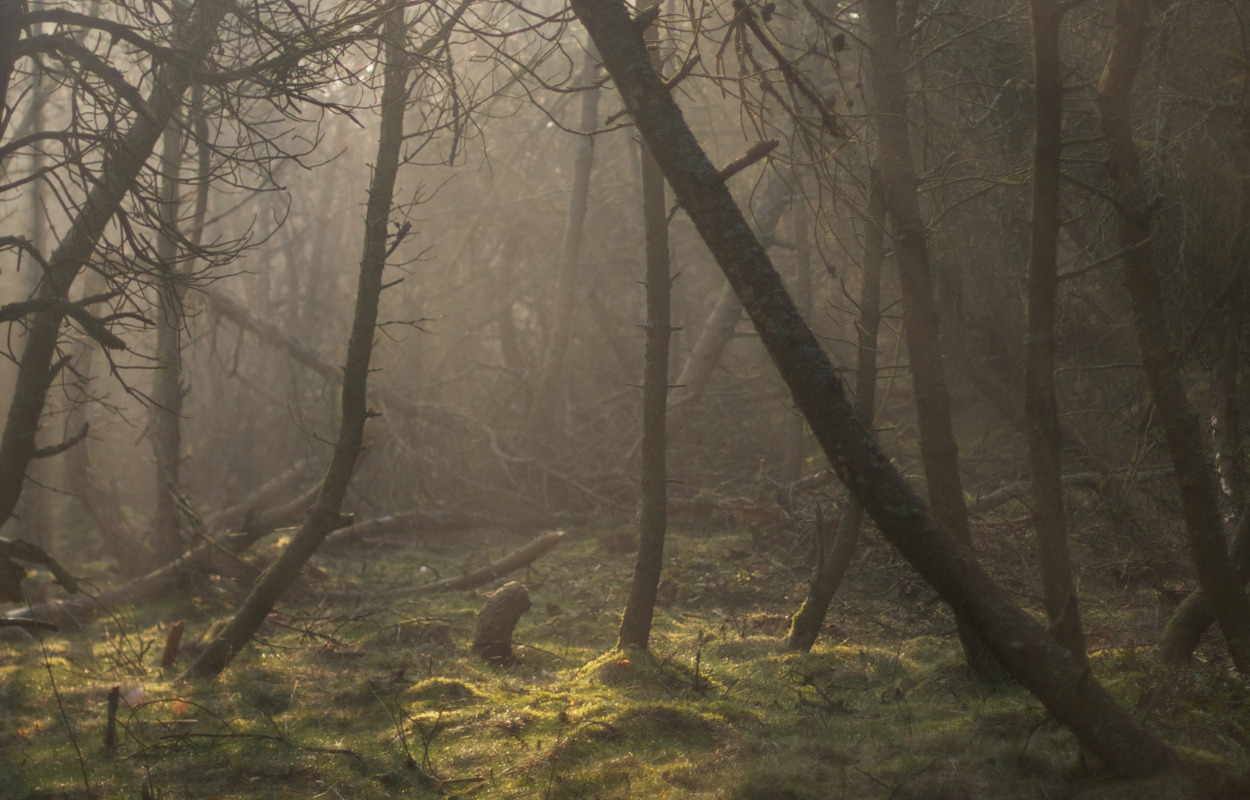 Hadsund Dyrehave: Også smuk om vinteren