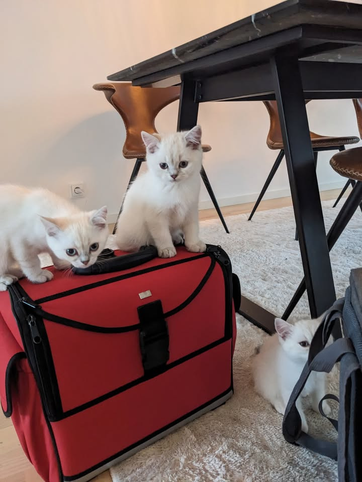 Vet til dig tilbyder hjemmebesøg og sundhedstjek af killinger til attraktive priser