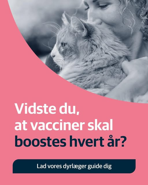 AniCura Aalborg fortæller om vaccinationer til katte