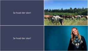 Oplev den kommende uge i Morud: Besøg Nyt Hesteliv og Middag med mening