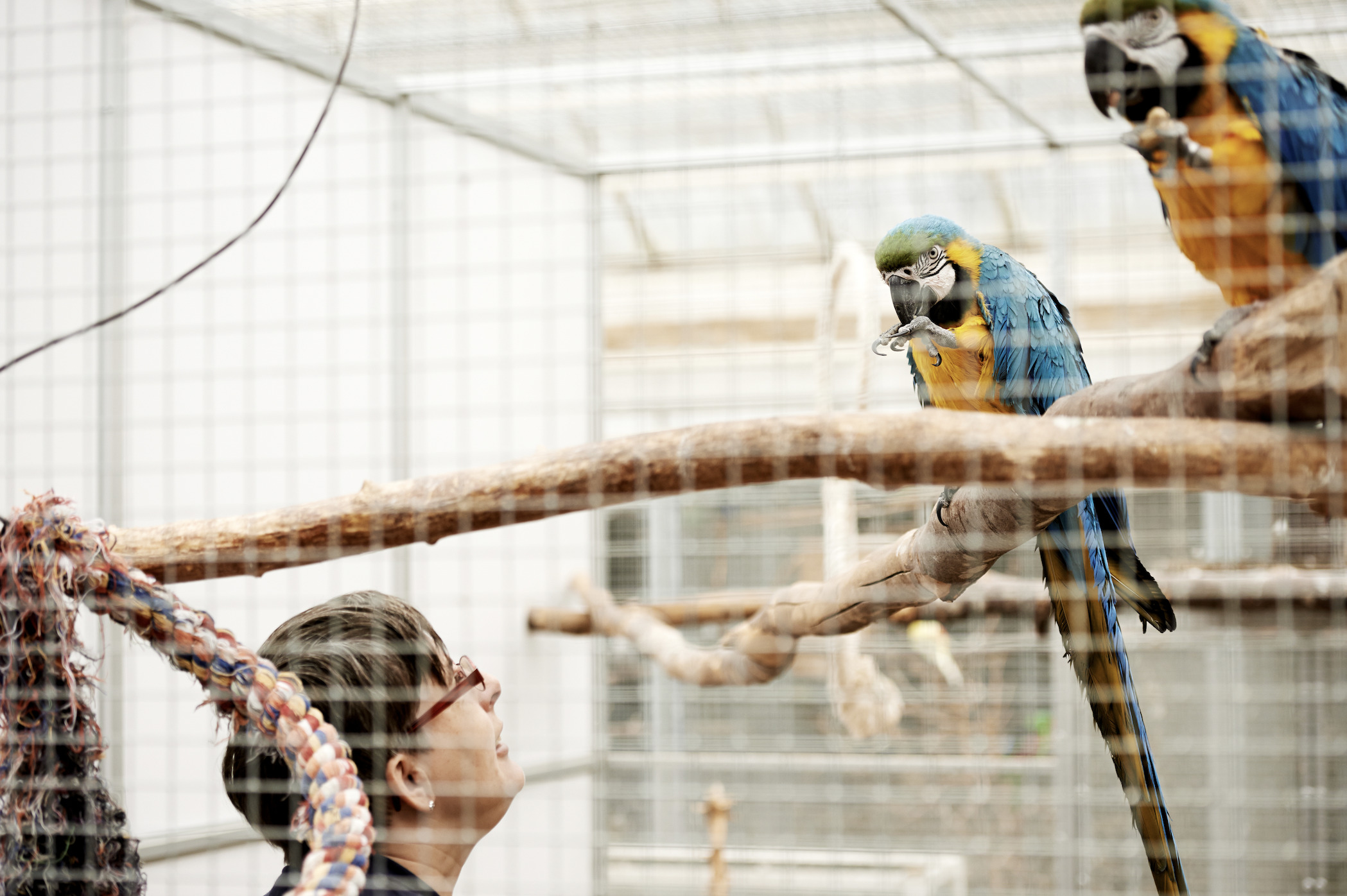 Genåbning 4. august: Hald Ege Miniregnskov