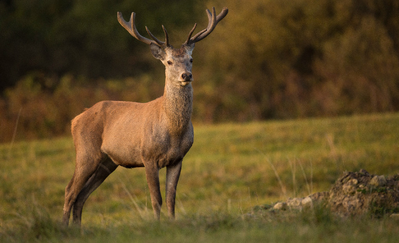 En aften med vilde smage på Ruths Hotel