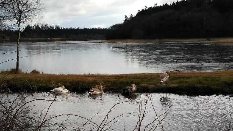 Vintervandring ved Rørbæk Sø: En naturoplevelse i Midtjylland