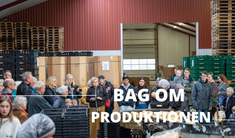 Oplev Danmarks største græskarproducent: Thorsbjergaard