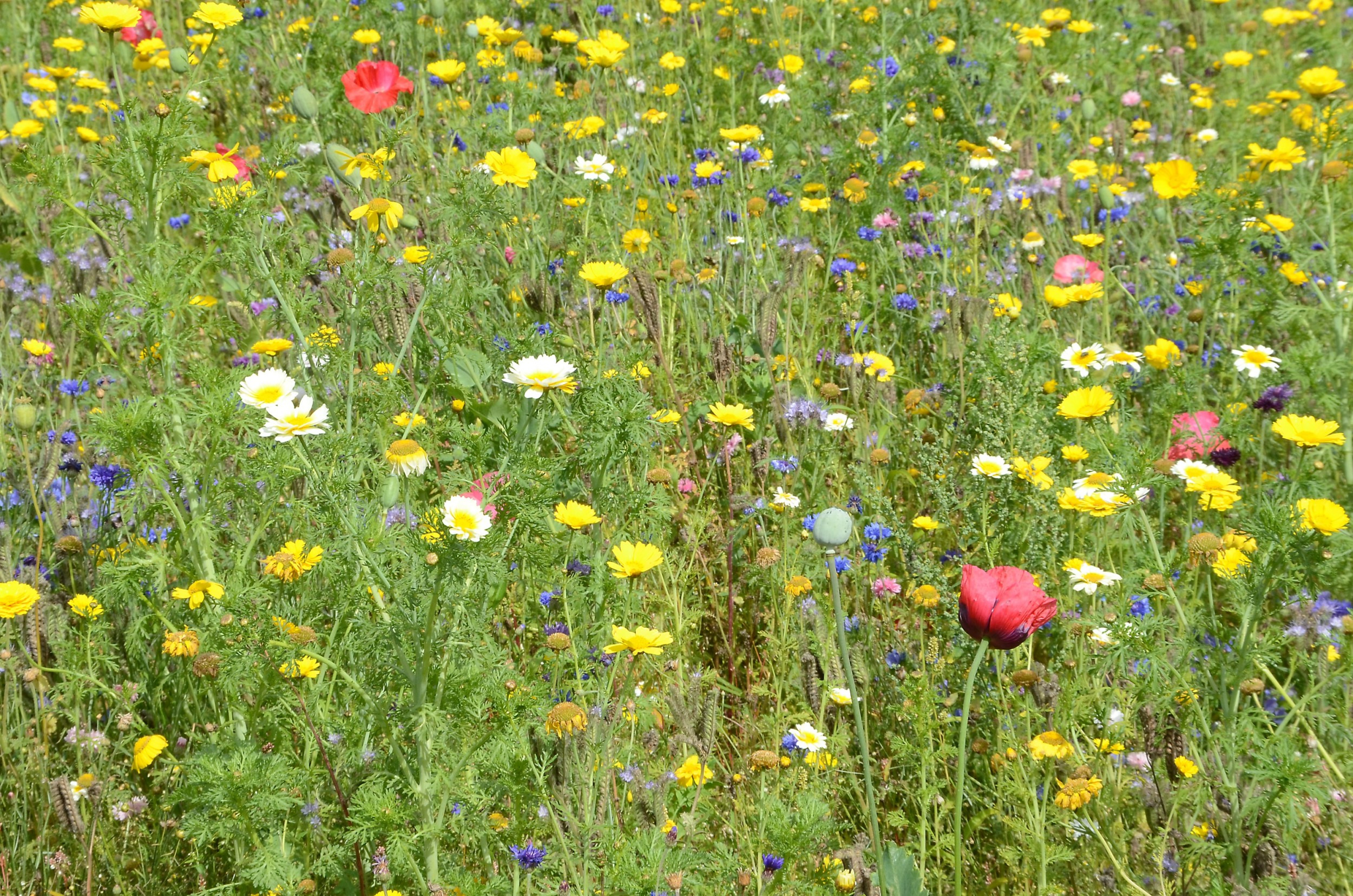 Årsmøde og foredrag om natur og klima på Aarhus Universitet