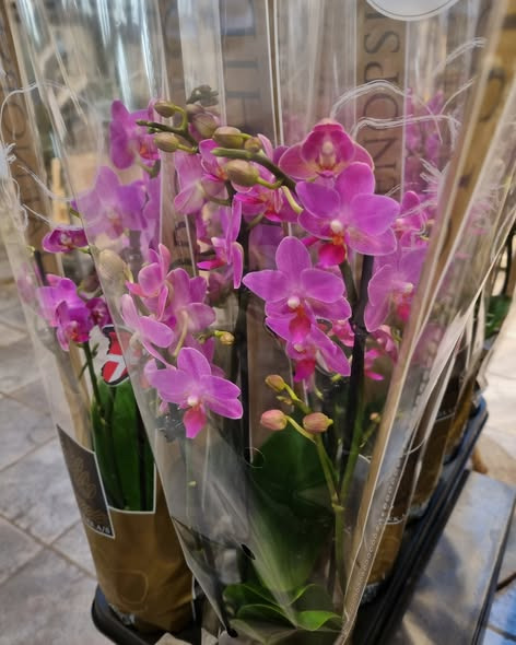 Fynbogården Blomster ApS tilbyder nyankomne orkideer til nedsat pris i begrænset antal