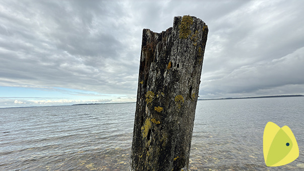 Bliv klogere på grøn omstilling og kriseberedskab på Morsø Folkebibliotek