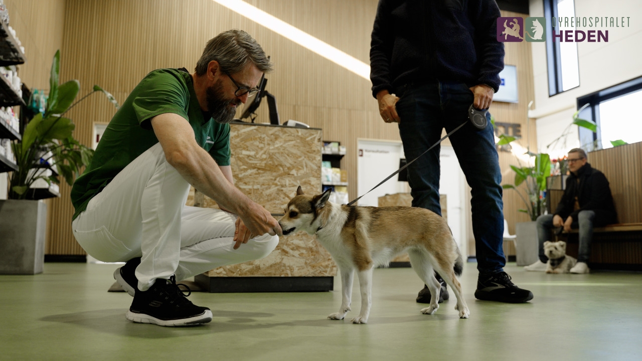 Dyrehospitalet Heden: ”Vi vil være dyrenes tryghedsambassadører”