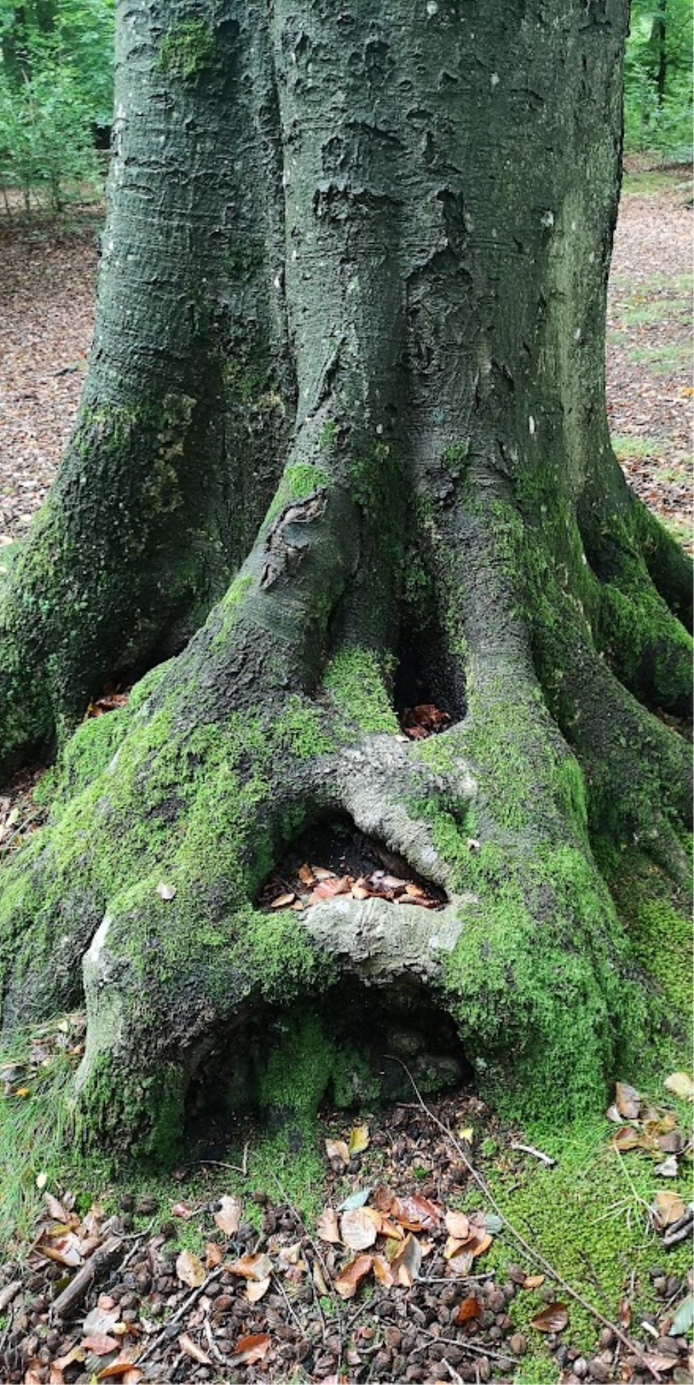 Skovbad og stillevandring i Boserup Skov