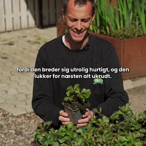 Opslagsbillede