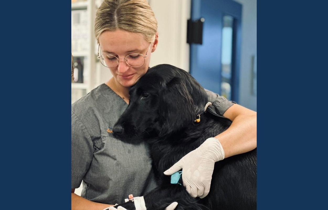 Professionel dyrepleje og avancerede operationer hos Herning Dyrehospital