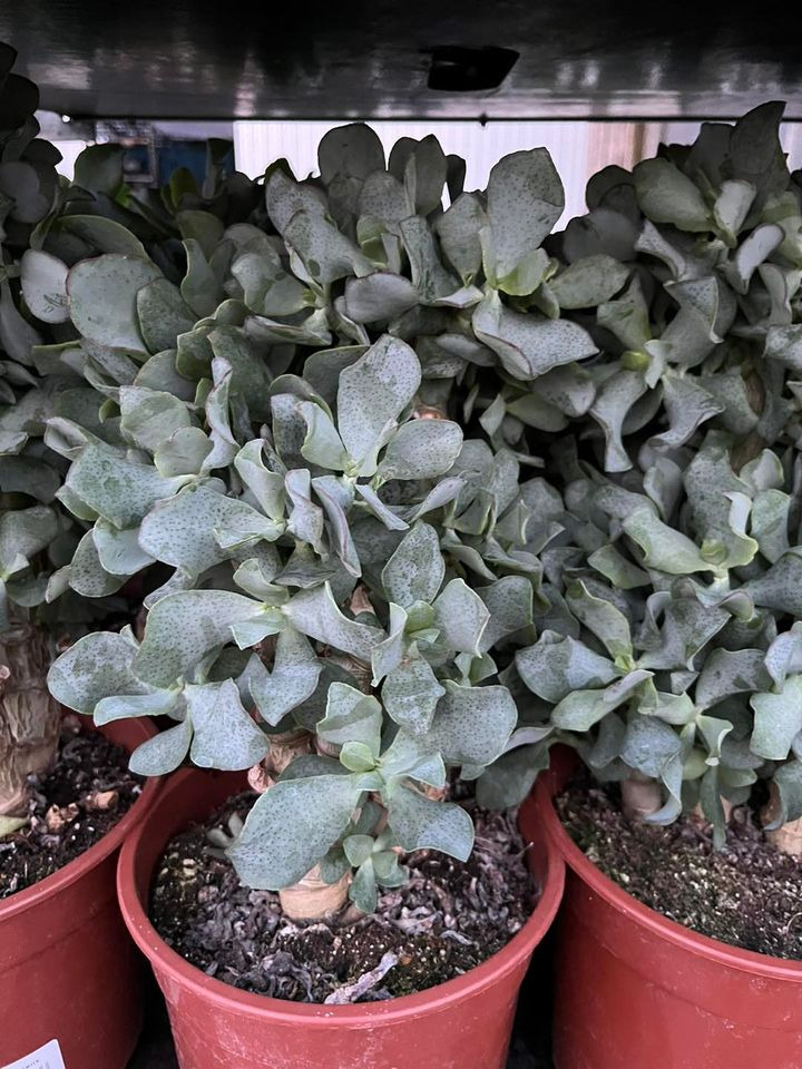 Opdatér dig her: Det nyeste fra Hedensted