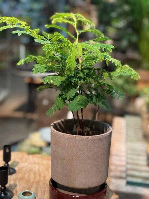 Tamarindtræets natlige charme præsenteret af Midtjysk Gartnerhal