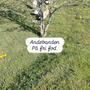 Opslagsbillede
