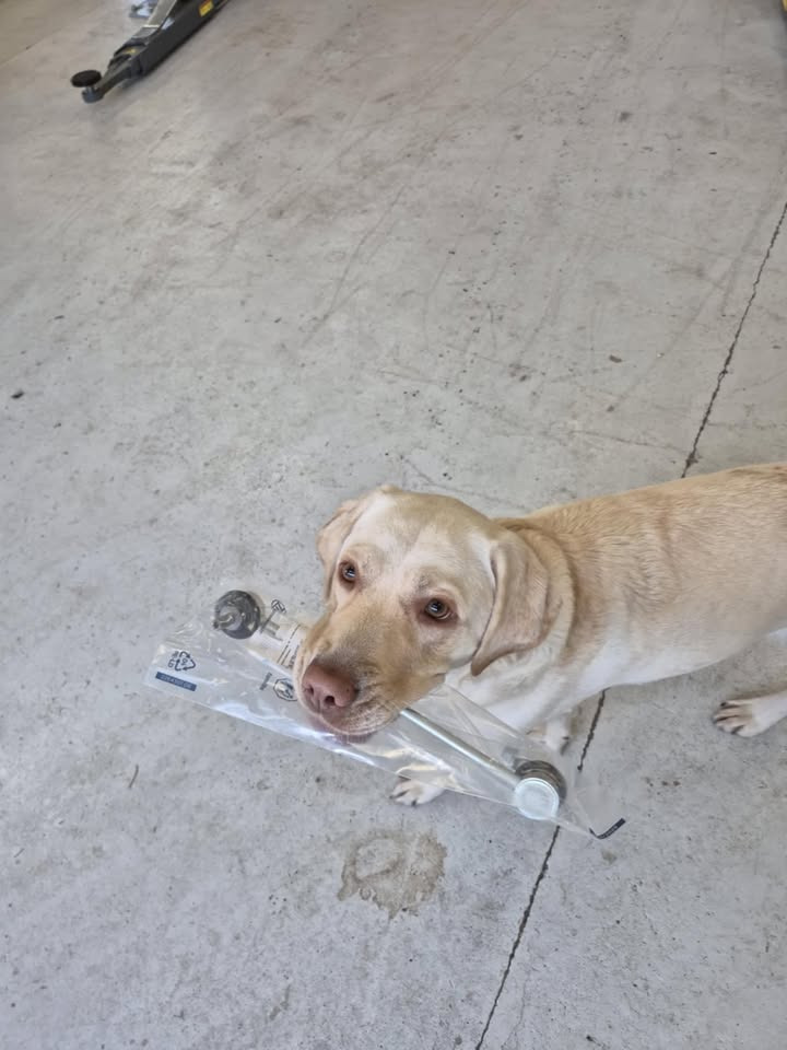 Luna hjælper flittigt til hos BC Auto når værkstedet har travlt