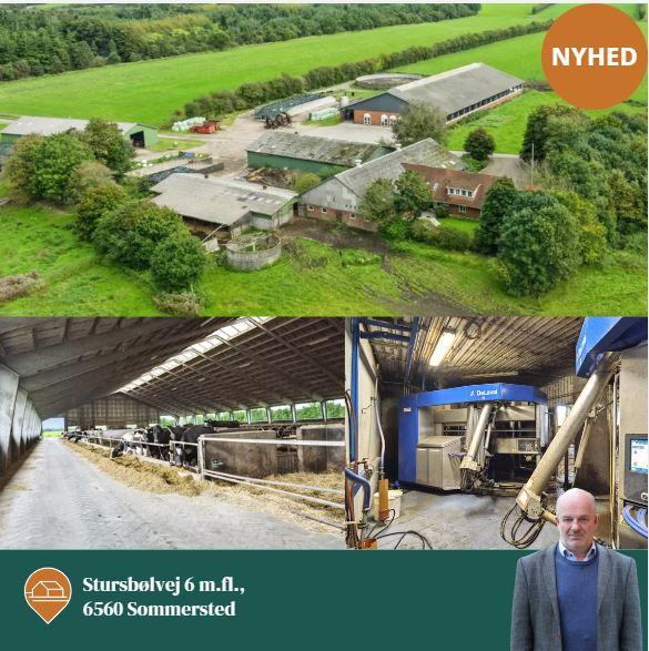 Landbogruppen Sønderjysk præsenterer økologisk mælkeproduktion til salg med budfrist 9. december 2024
