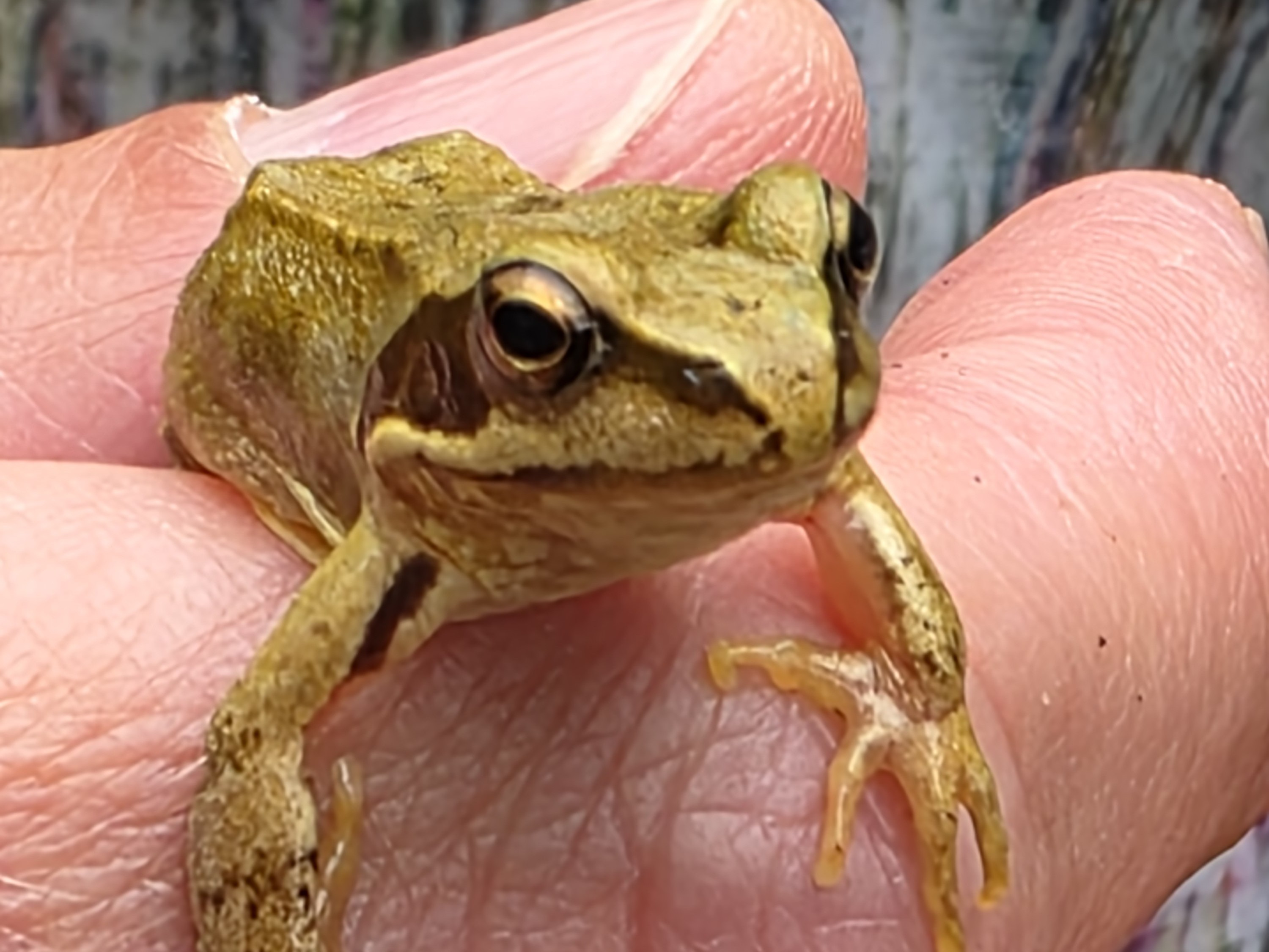 Oplev det vilde Vestvolden med naturvejleder Lenette Schunck Svendsen