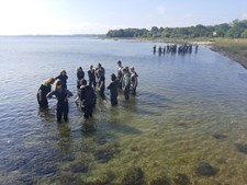 Oplev havets grøntsager på tangsafari i Nykøbing Sj