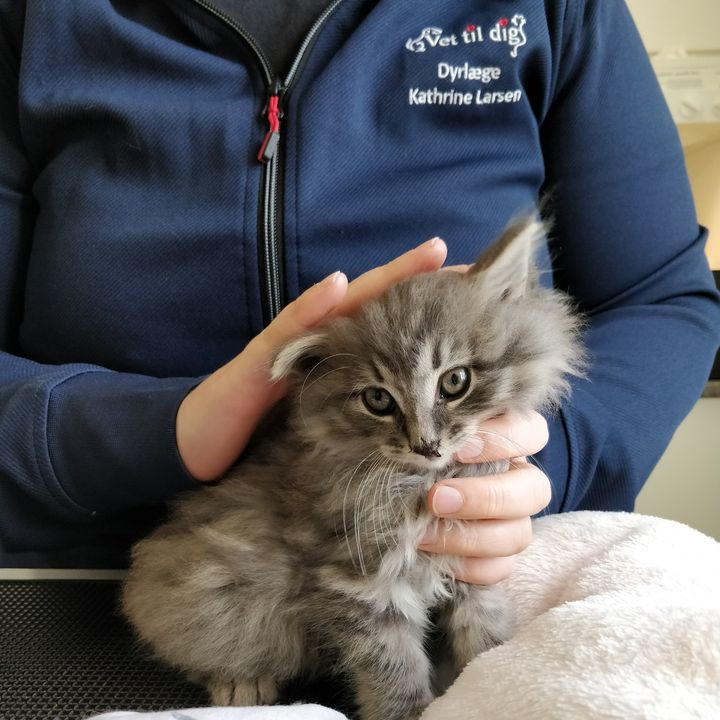 Vet til dig: Athena overlever kritisk operation efter at være fundet alene med alvorlige skader