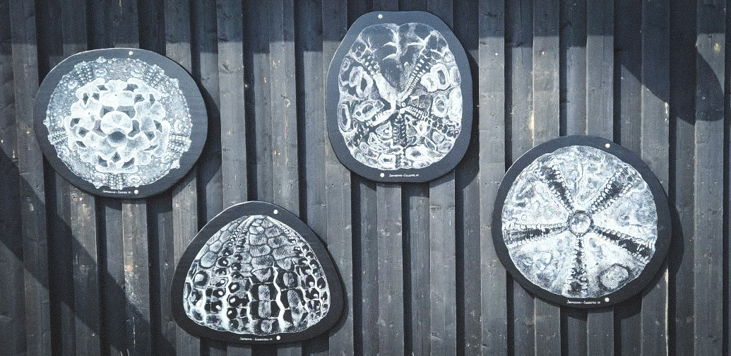 Fernisering og fossiljagt ved Sangstrup Klint