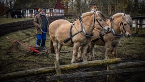 Forår på Hjerl Hede: Oplev historisk markarbejde med heste i marts