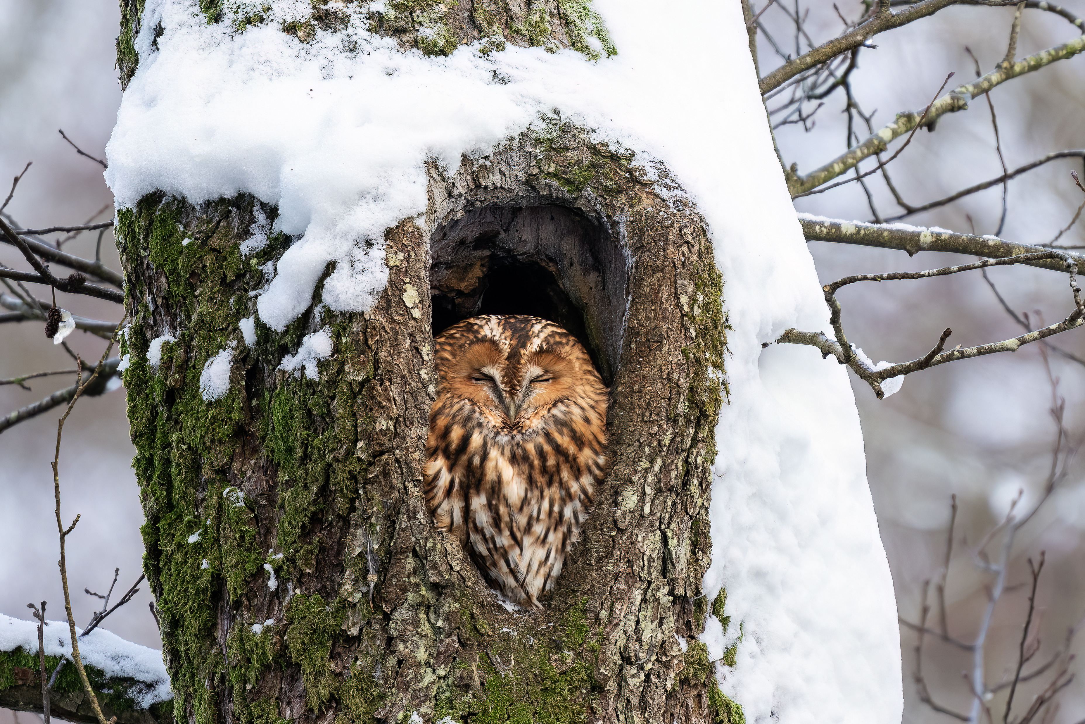 Oplev Nordals: Kajaksejlads og naturoplevelser med ugler og flagermus