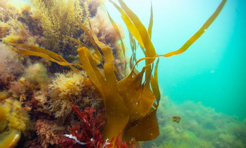 Nye stenrev skal genoplive fjordene ved Næstved og styrke biodiversiteten