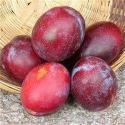 En finger på pulsen i Brønderslev