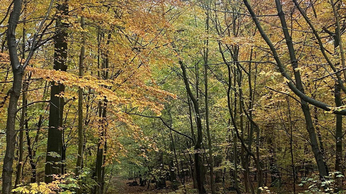 Evaluering og fordybelse: Forbedring af S i ESG