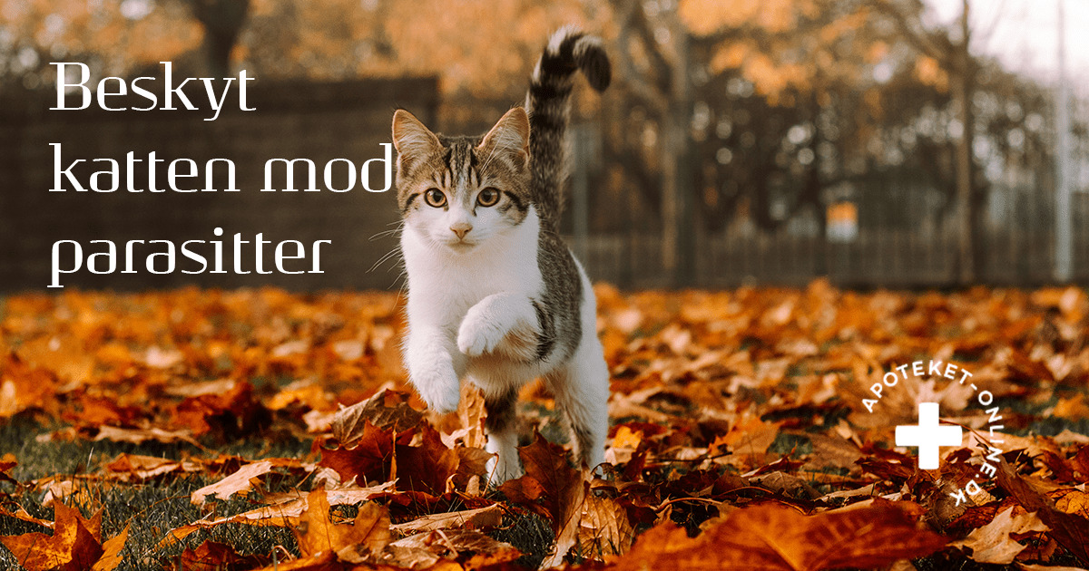 Vejlby Apotek guider katteejere til parasitbeskyttelse året rundt