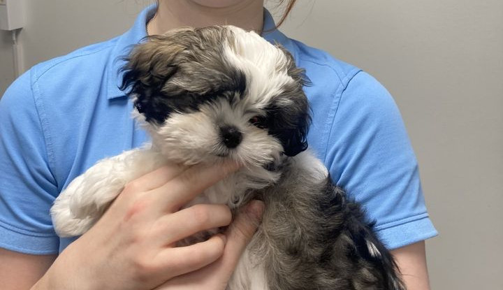 Søde Felix overvinder 'Cherry Eye'