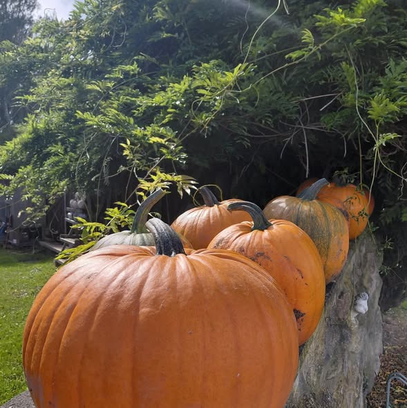 Rishøjgård Gårdbutik og Jordbrug sælger økologiske lanternegræskar som sidste chance før Halloween