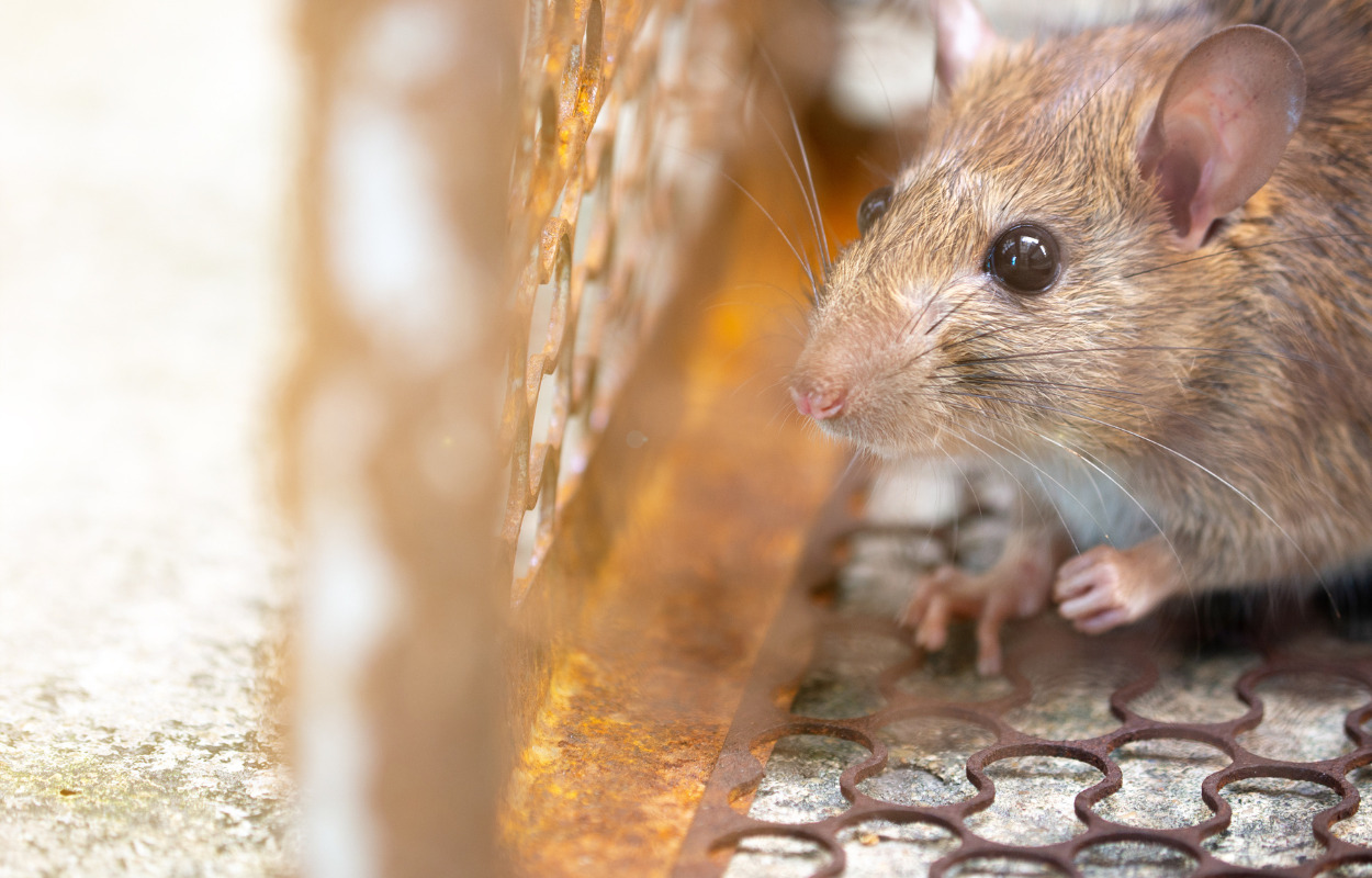 Rottegebyr opkræves på ny måde fra årsskiftet
