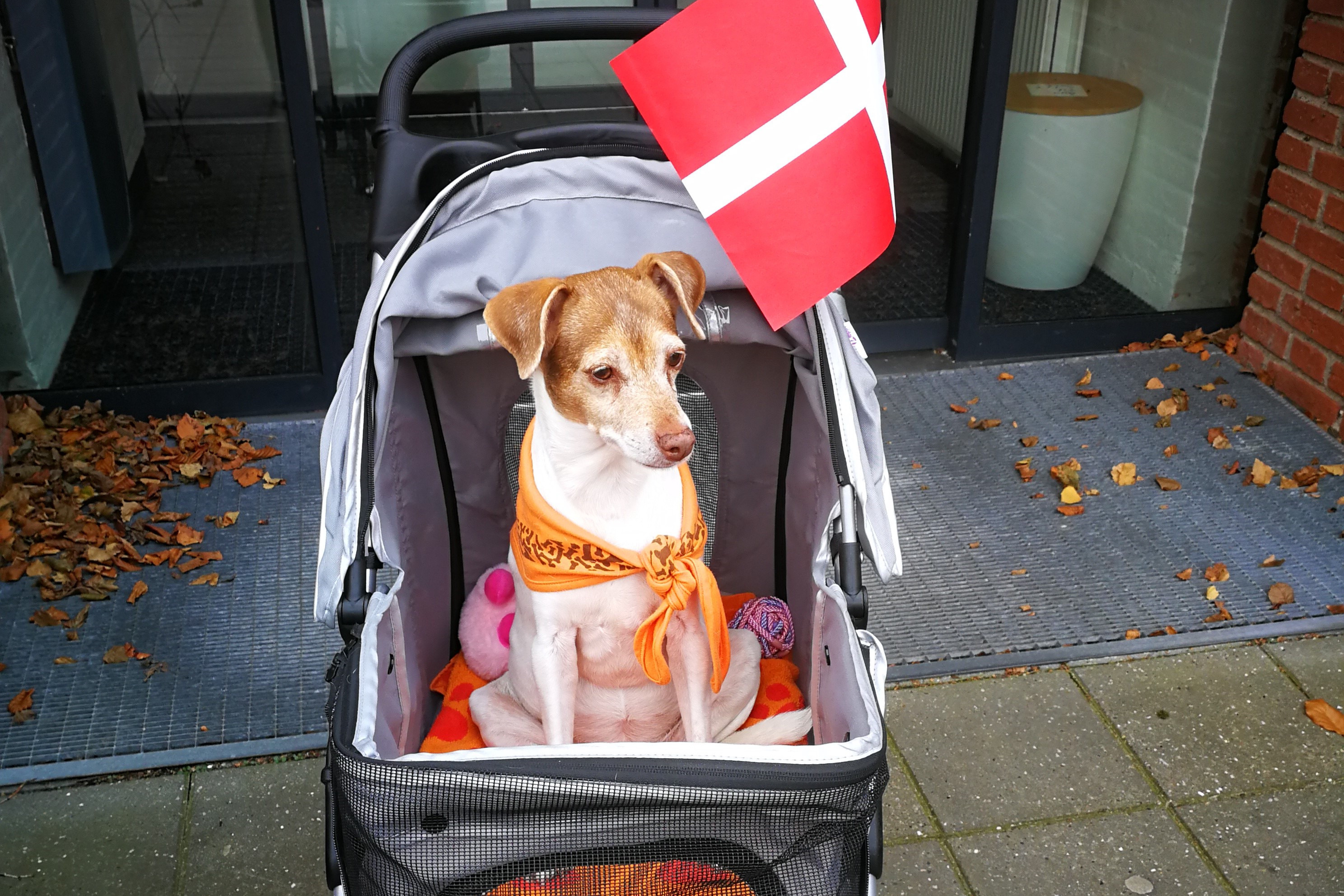 Fuldt hus til optagelsesprøve i Sabro: Bliver de besøgshunde?