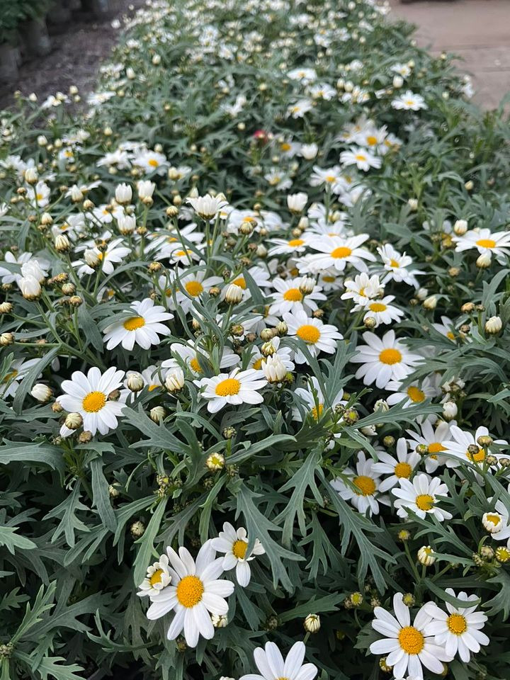 Opslagstavlen: Nyeste opdateringer fra Horsens