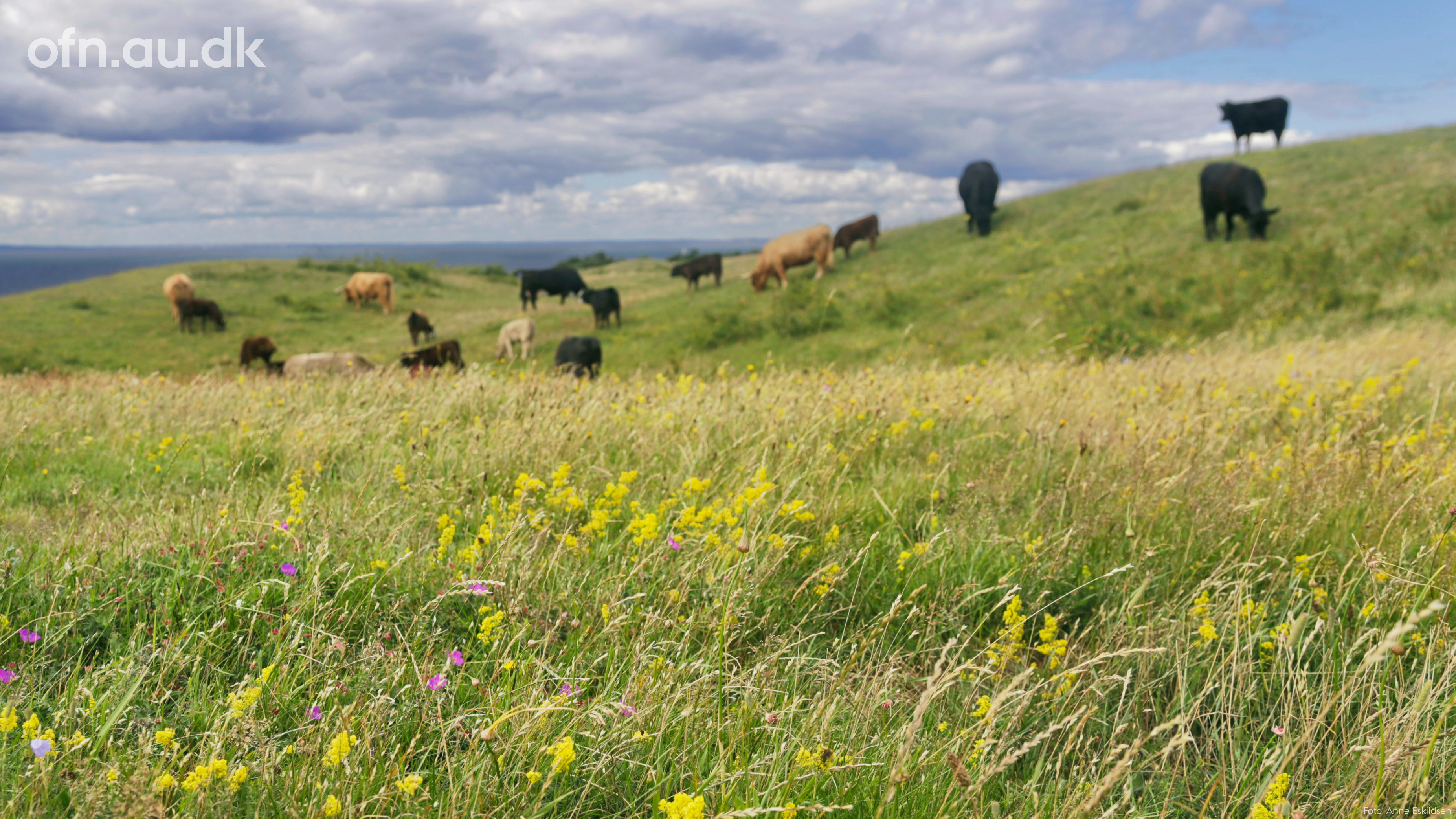 Foredrag om naturens tilbagegang og fremgang i Byens Bio