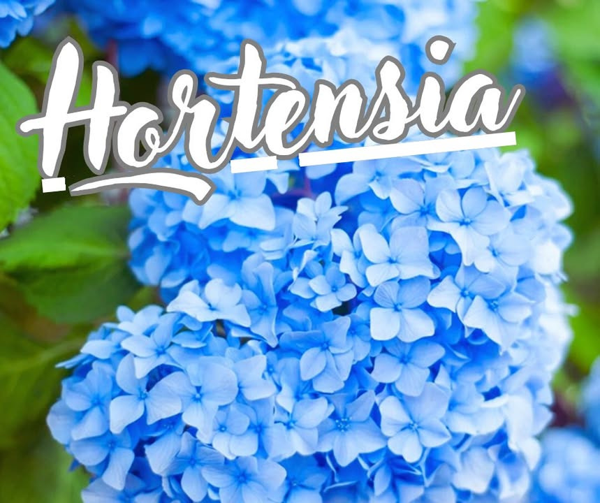 Sidste chance for at sikre hortensia hos Løvbjerg Frederikshavn