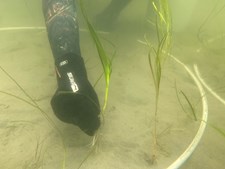 Ny fond sikrer millioner til genopretning af danske fjorde med særlig fokus på Skælskør Fjord