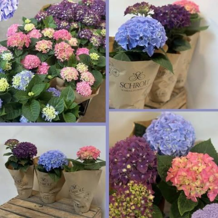 Meny Randers tilbyder smukke hortensiaer til tilbudspris