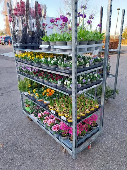 Tulipa Blomster & Havedesign åbner ny butik med forårsblomster i Bredballe 