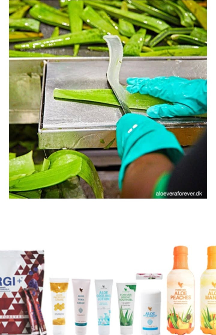 Asmild Plantecenter ApS inviterer til Havens Dag med fokus på Aloe Vera den 14. september