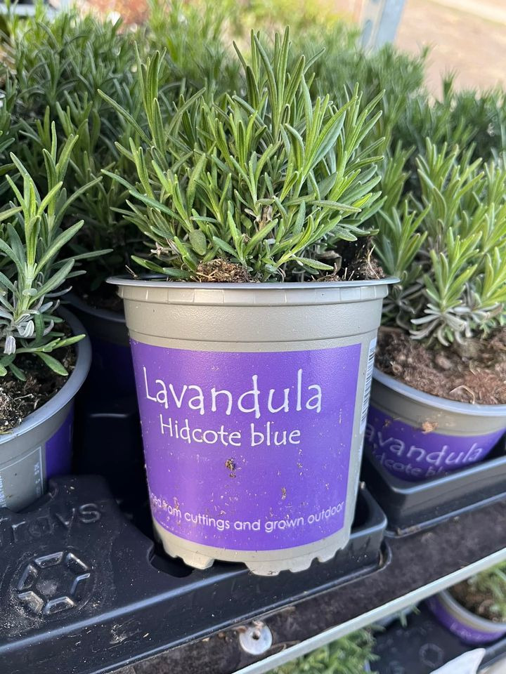 Hold trit med lokalområdet: Nyt fra Hedensted