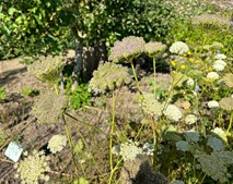 Frøkursus i Medicinhaverne: Lær at samle og opbevare frø