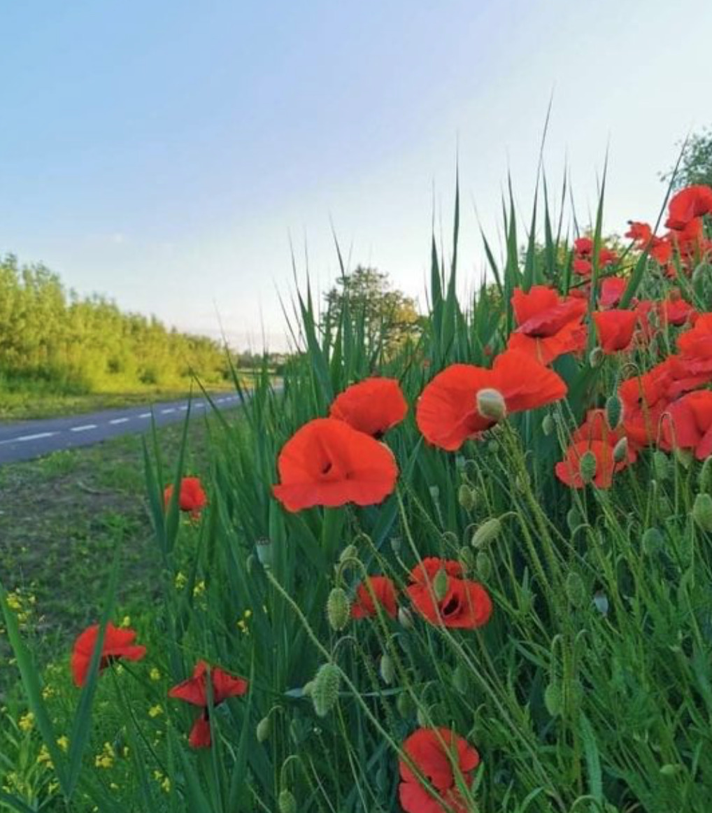 Ny cykelsti indvies i No